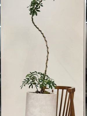 쉐플레라